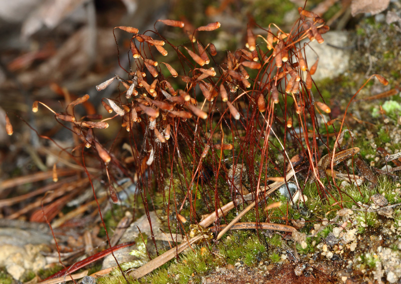 Bryum creberrimum